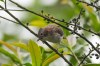 Chestnut-collared yuhina