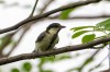 Great tit
