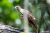 Crested Goshawk