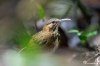 Short-tailed scimitar babbler