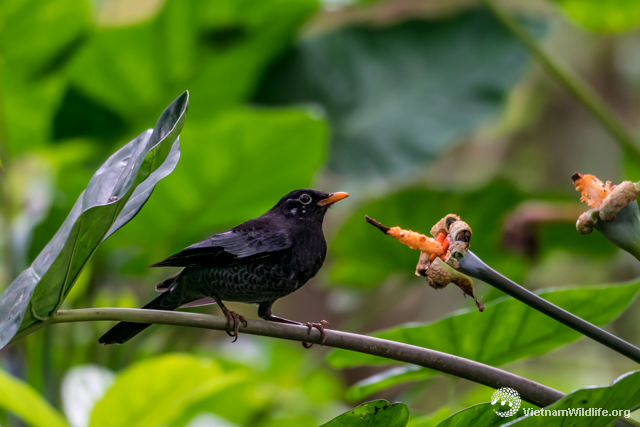 20190106_vuonnhan_t9b05555_l640