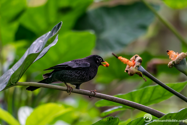 20190106_vuonnhan_t9b05562_l640