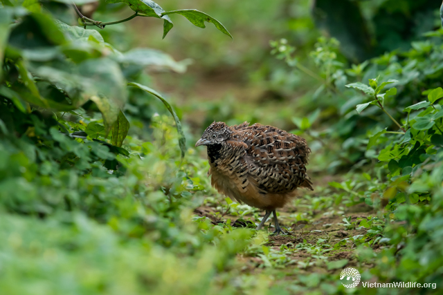 20190203_YenMy_T9C06746_L640