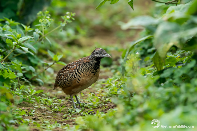 20190203_YenMy_T9C06827_L640