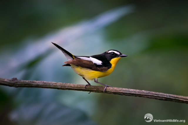 20190505_VuonNhan_T9E02458_L640