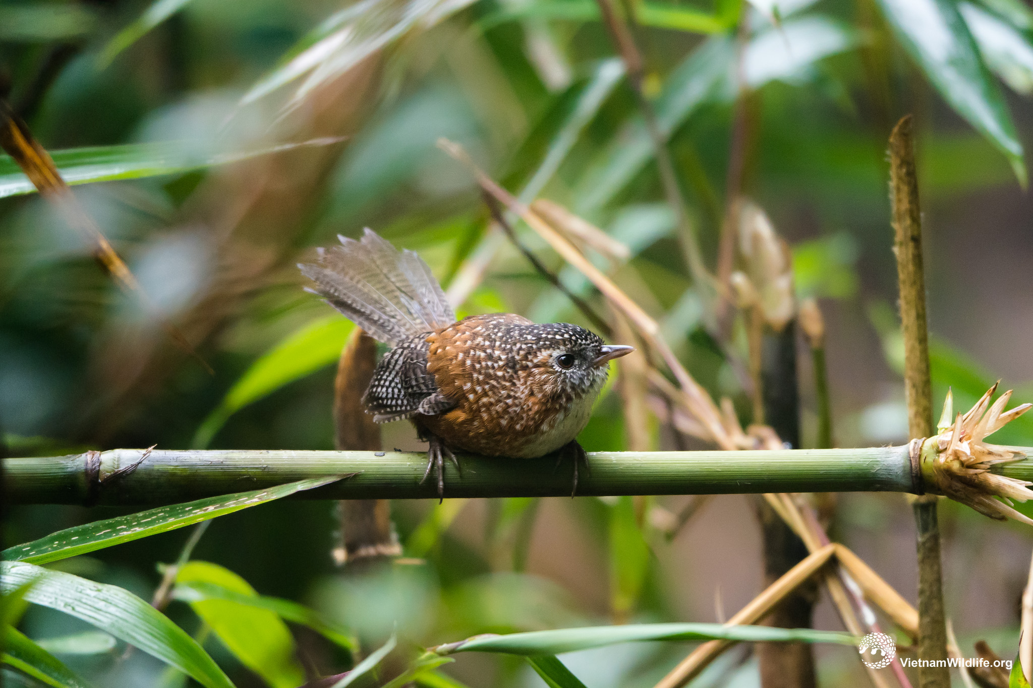 20191017_Fansipan_T9F02842_L2048