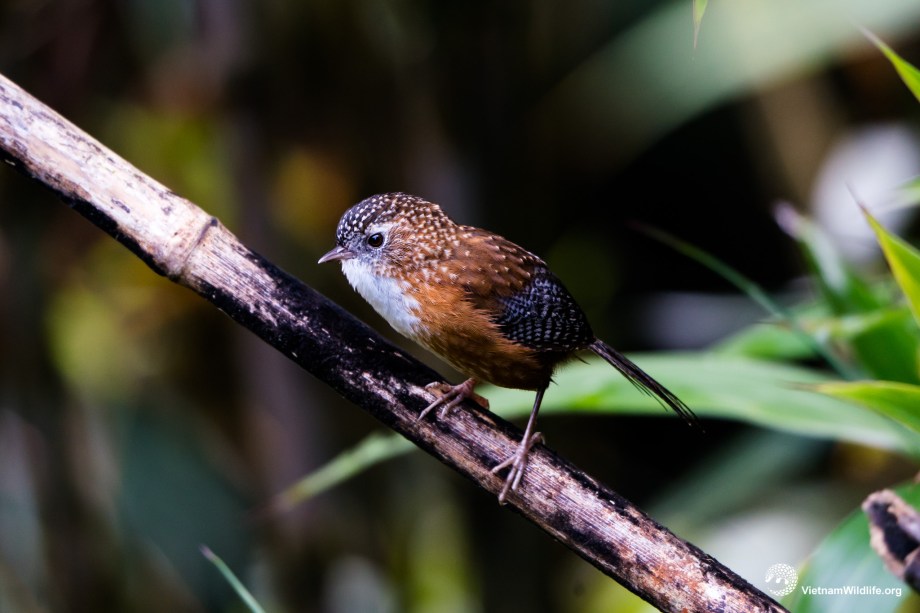 20191017_Fansipan_T9F04196_L2048