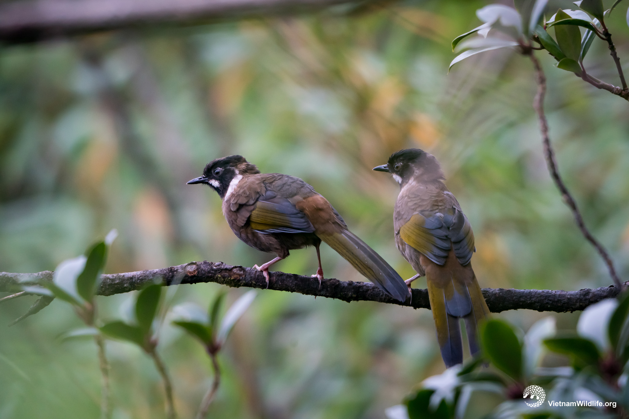 20191017_Fansipan_T9F04403_L2048