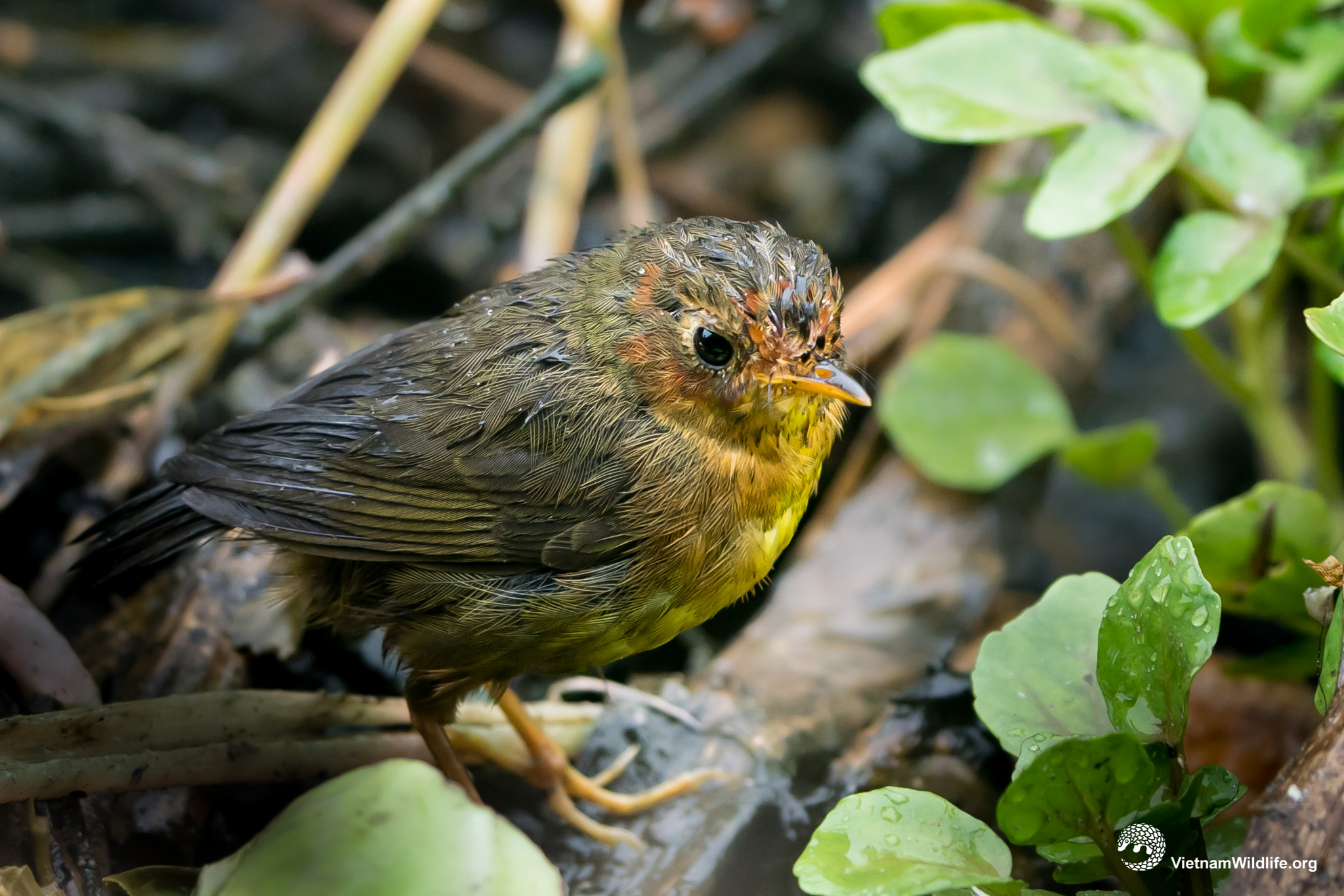 20191018_Fansipan_T9F05172_L2048