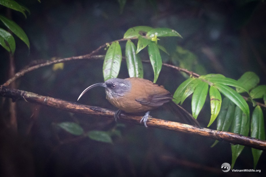 20191019_Fansipan_T9F05622_L2048