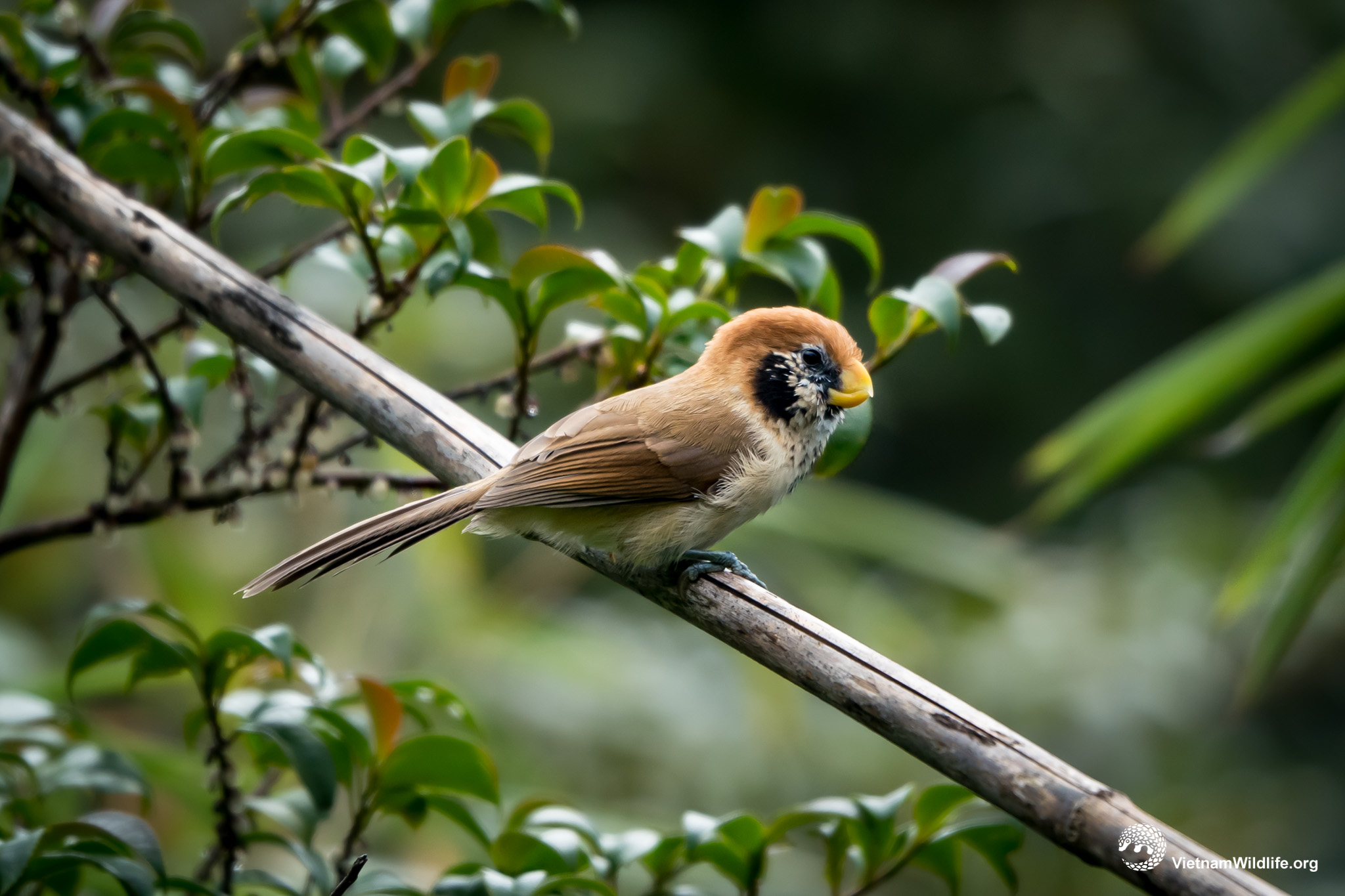 20191019_Fansipan_T9F06095_L2048