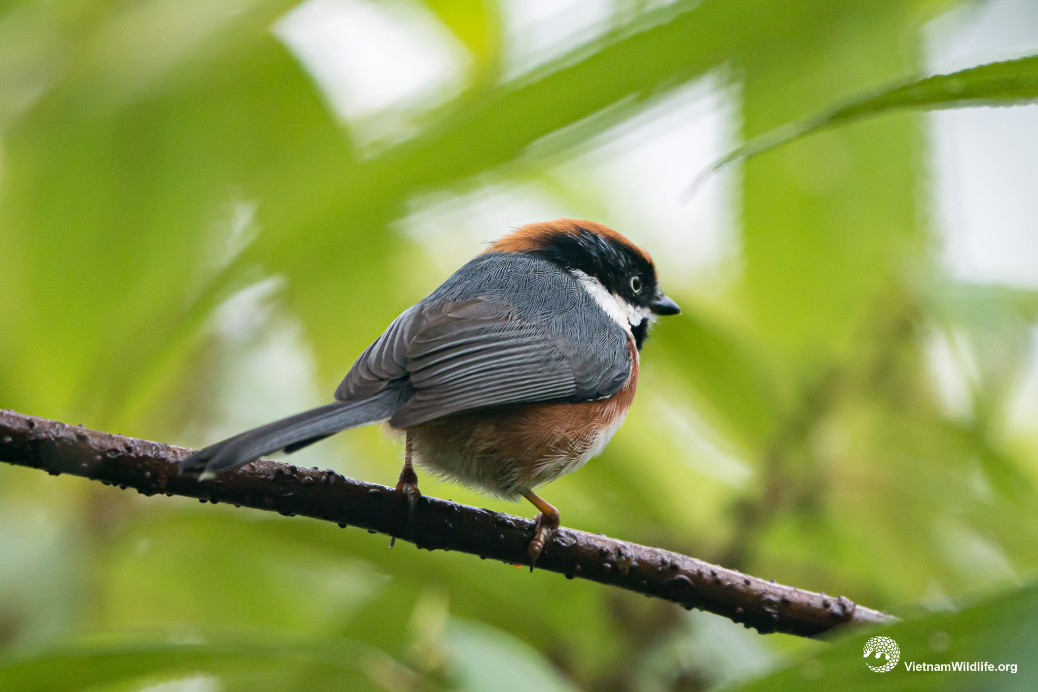 20191021_Fansipan_T9G00118_L2048