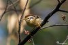 Rufous-winged fulvetta