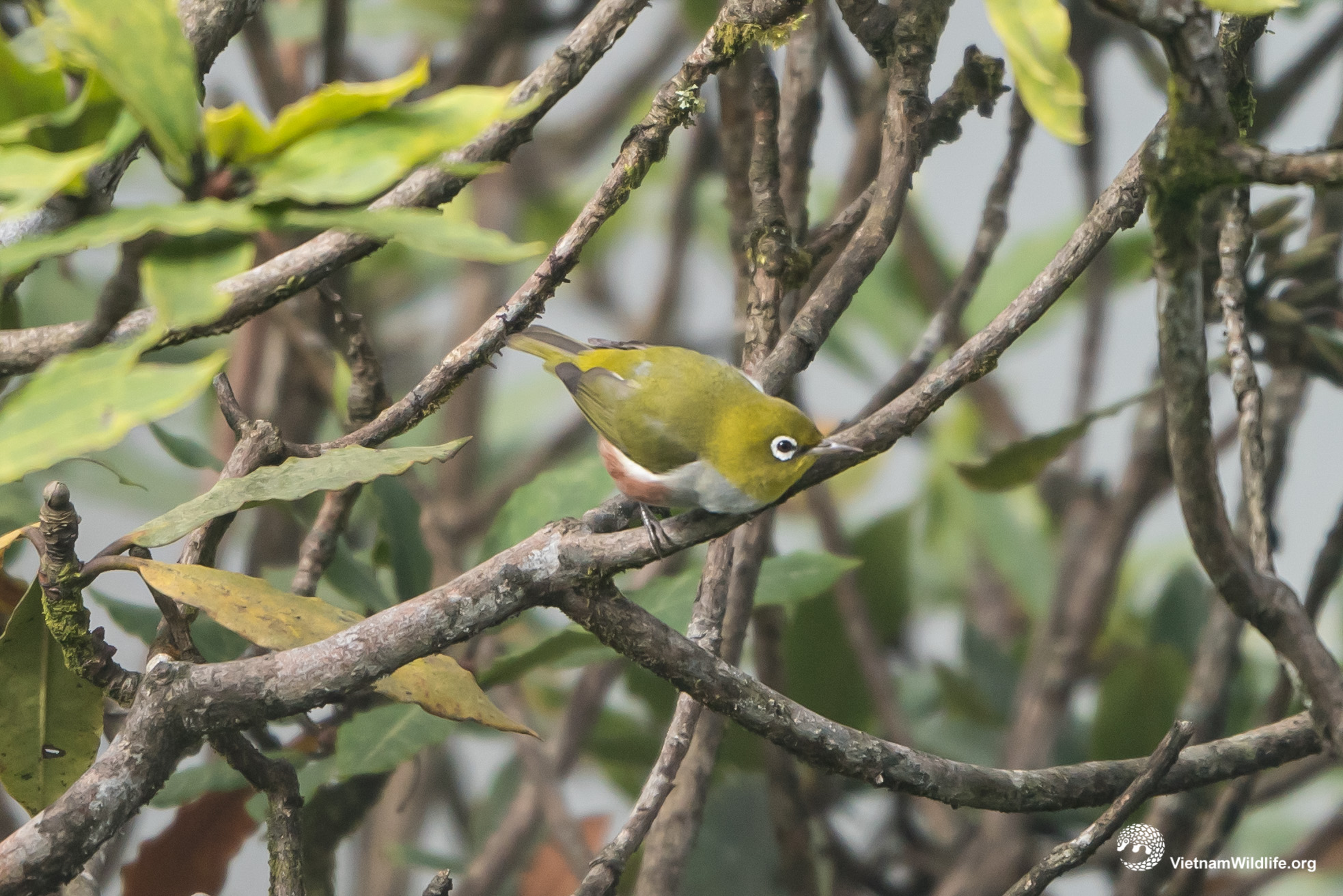 20191019_Fansipan_T9F06576_L2048