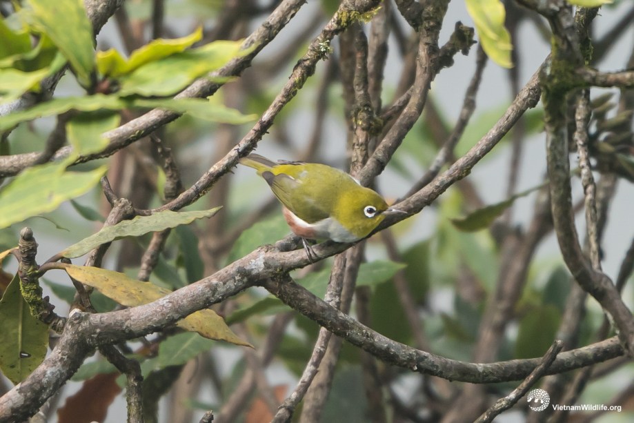 20191019_Fansipan_T9F06576_L2048