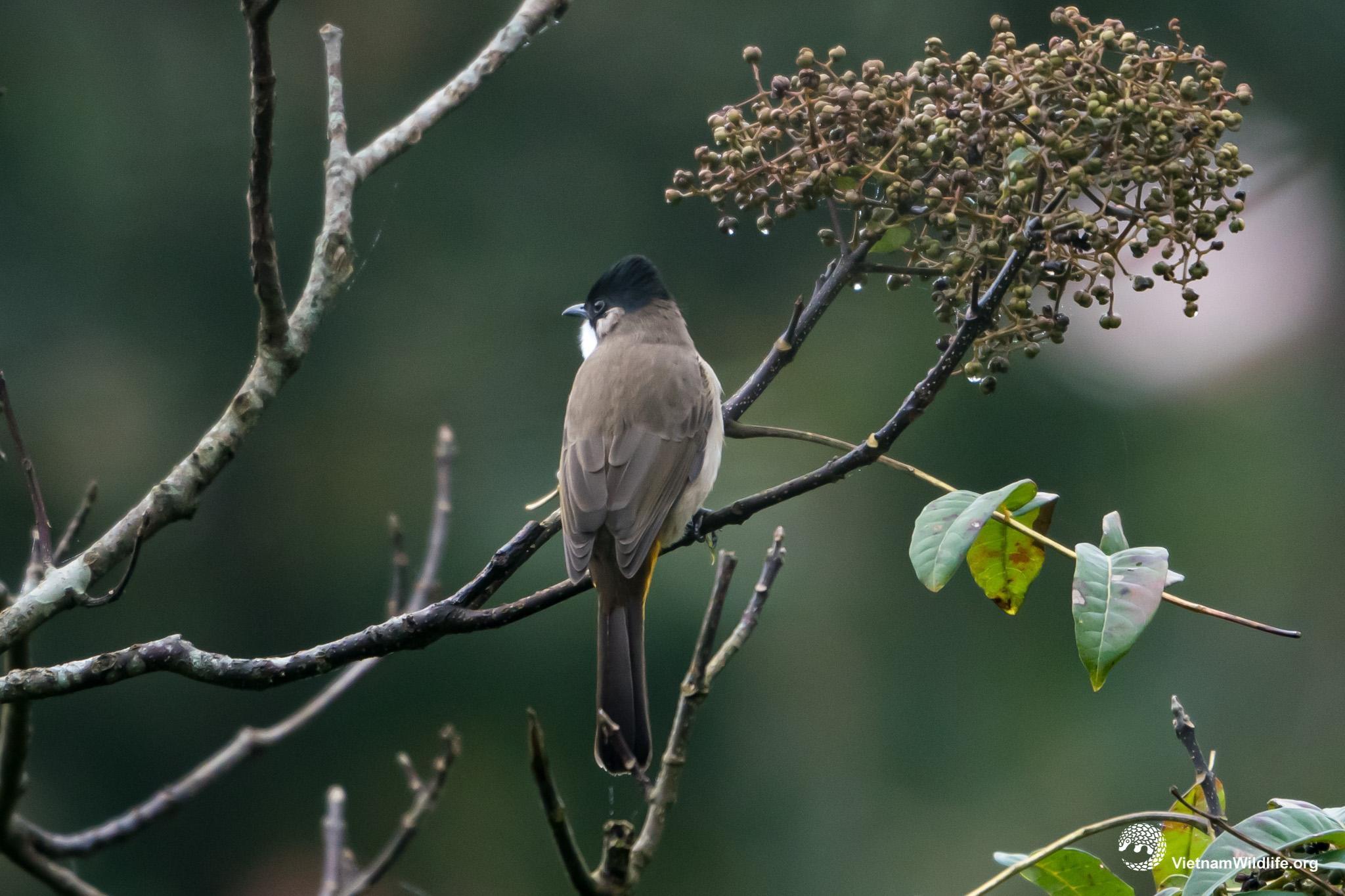 20191021_Fansipan_T9F09694_L2048