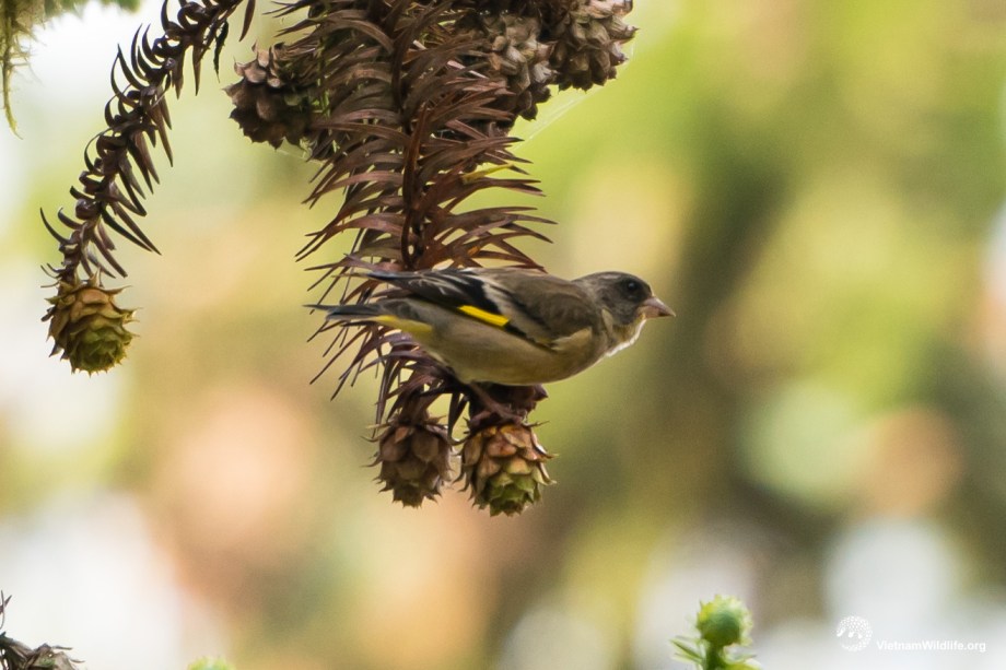 20191022_Fansipan_T9G05885_L2048-2