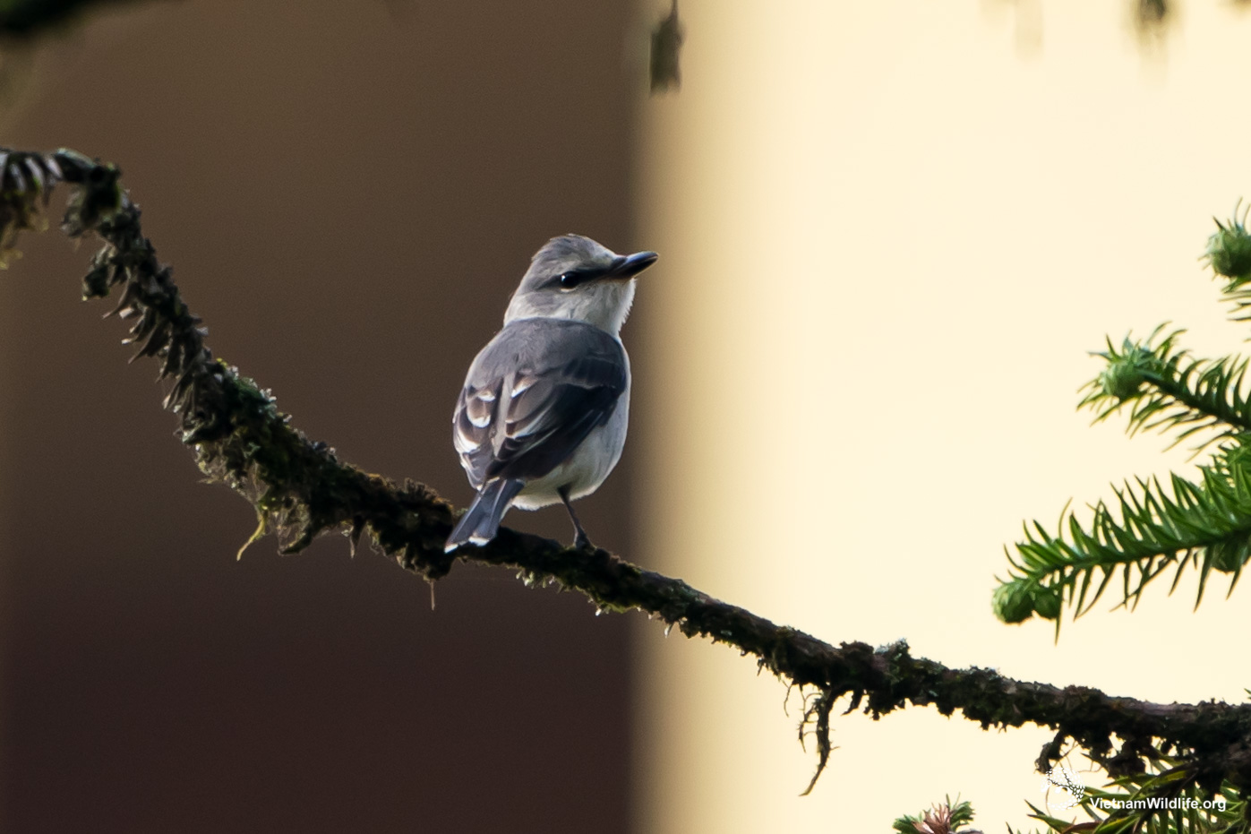 20191022_Fansipan_T9G05973_L2048-3