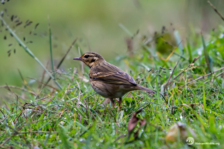 20191022_Fansipan_T9G06229_L2048