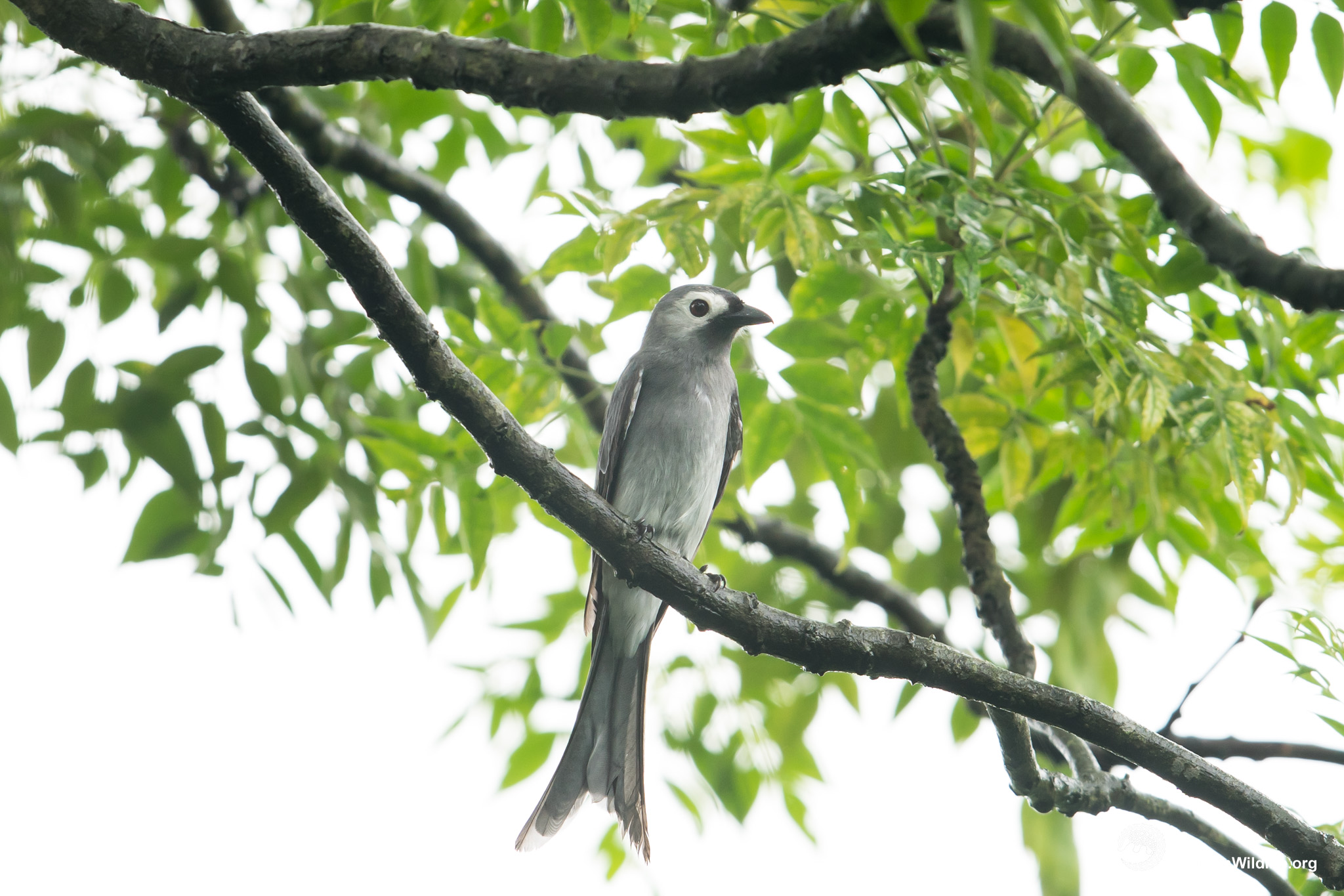 20190505_VuonNhan_T9E02198_L2048