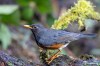 Black-breasted thrush