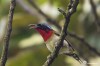 Fork-tailed sunbird