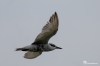 Whiskered tern