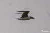 White-winged tern