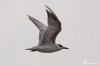 Whiskered tern