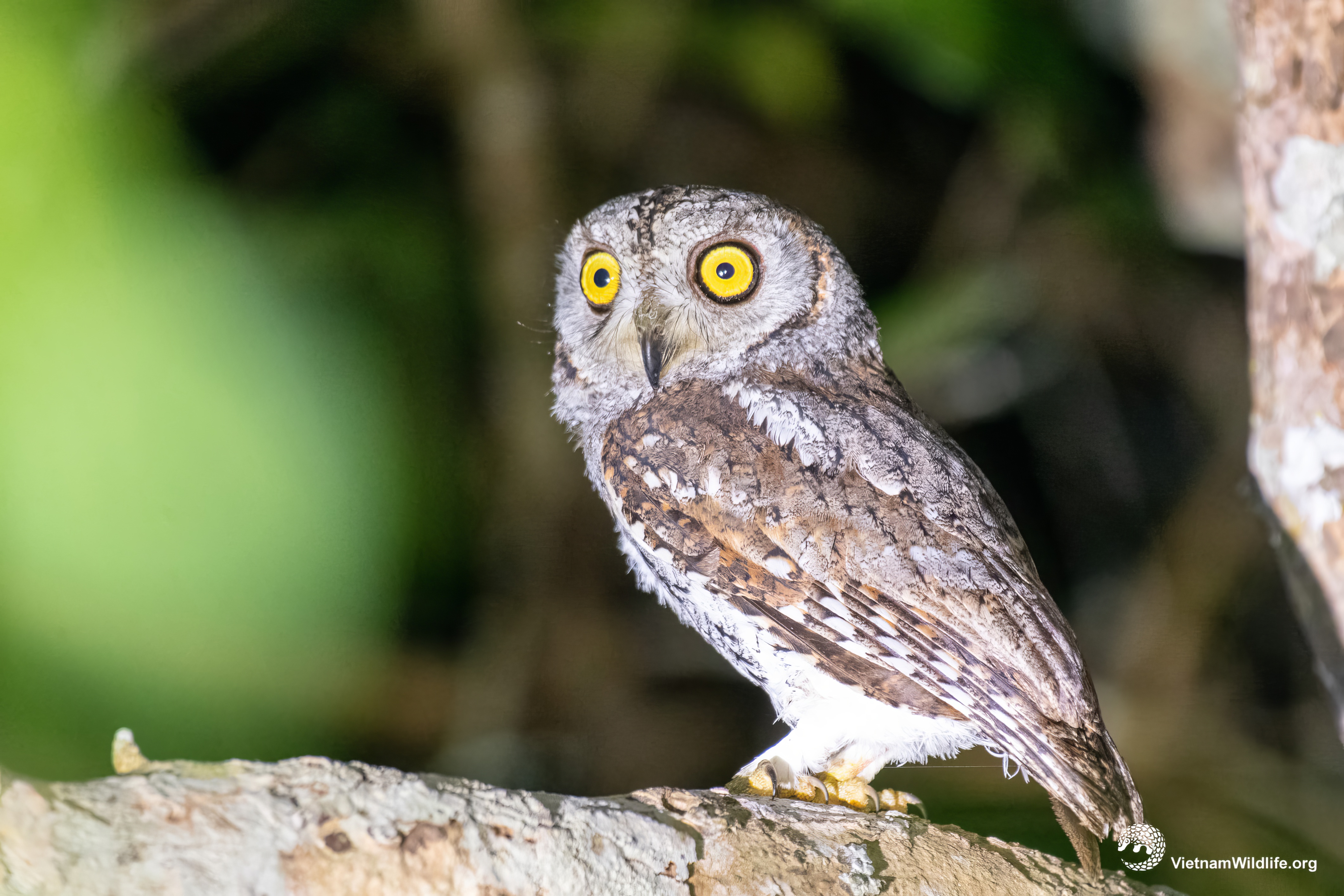 Cú mèo nhỏ / Oriental Scops Owl | Vietnam Wildlife