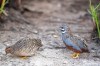 Asia blue quail