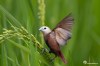White-headed munia