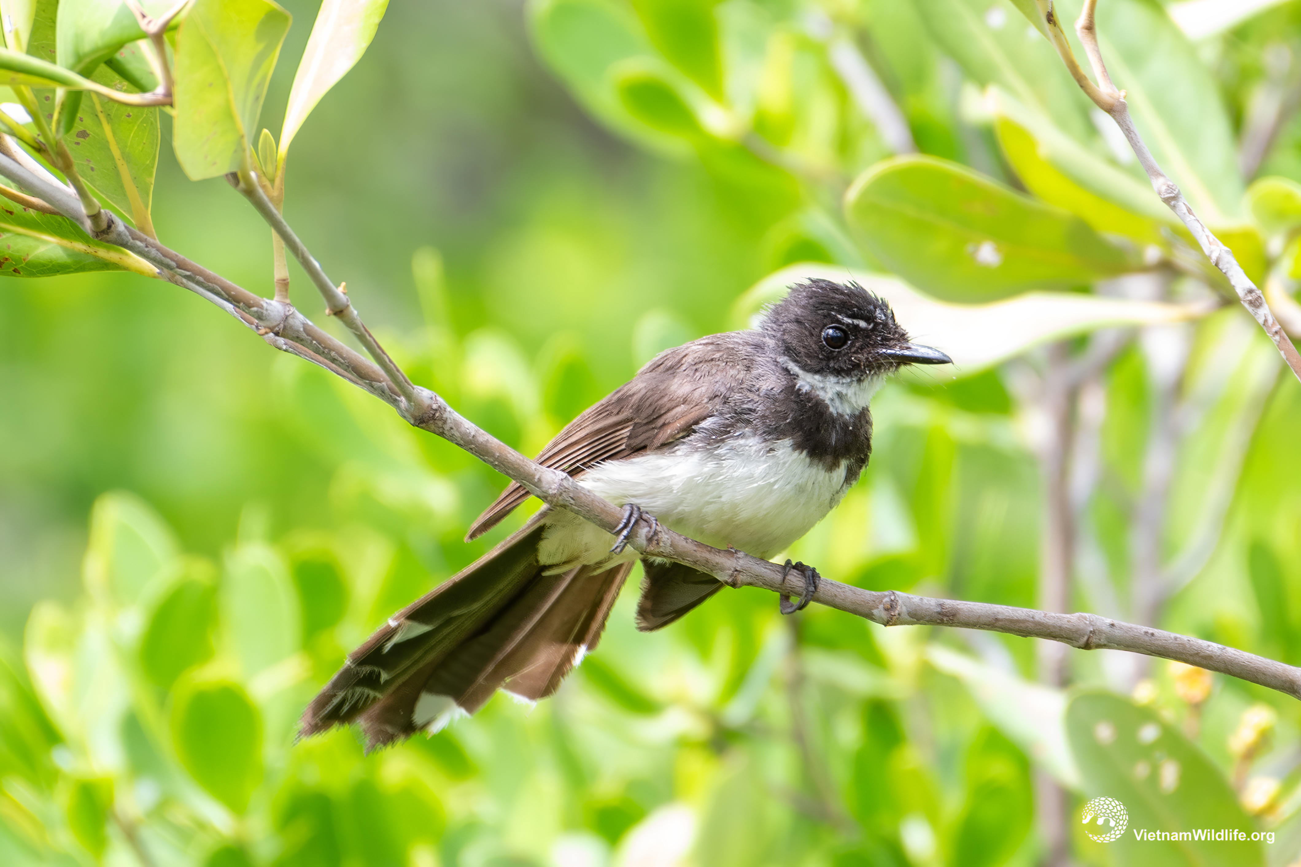 Rẻ quạt Java / Sunda pied fantail | Vietnam Wildlife
