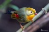Red-billed leiothrix