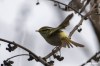 Pallas's leaf-warbler