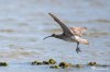  Whimbrel
