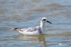 Red-necked phalarope