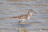 Long-toed stint