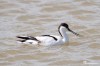 Pied Avocet
