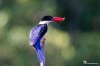 Black capped kingfisher