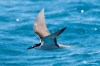 Bridled tern