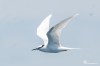 Black-naped tern