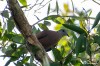Red collared-dove