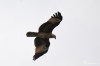 Brahminy kite