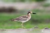 Great thick-knee