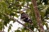 Black-collared starling