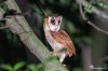 Oriental bay owl