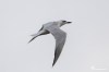 Gull-billed tern