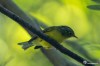 Grey-cheeked warbler