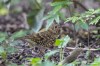 White's thrush